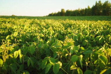 Soya çiçeklenme yaz