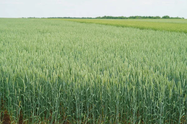 Höstvete grön — Stockfoto