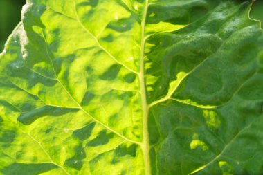 Şeker pancarı yaprakları