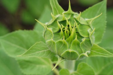 Ayçiçeği yeşil değil çiçek açmış