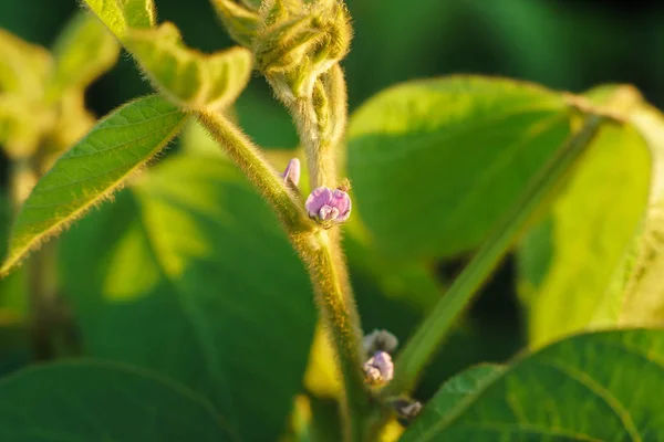 Floração da soja no verão — Fotografia de Stock