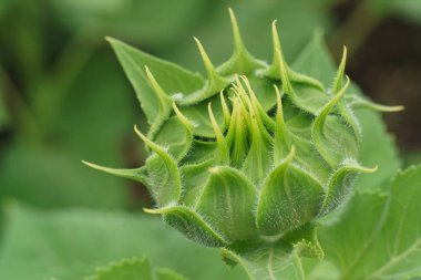 Ayçiçeği yeşil yıldız faz
