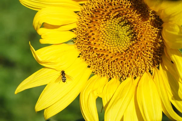 Milieu du tournesol Gros plan Gros plan sur le tournesol jaune — Photo