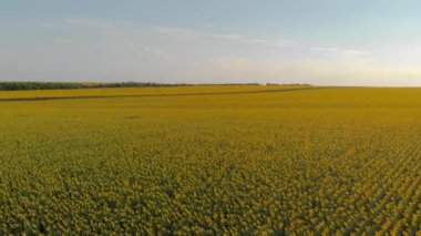 Ayçiçeği alan bakış hava