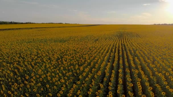 Zonnebloem veld uit de lucht — Stockvideo