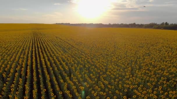 Соняшникове поле з повітря — стокове відео