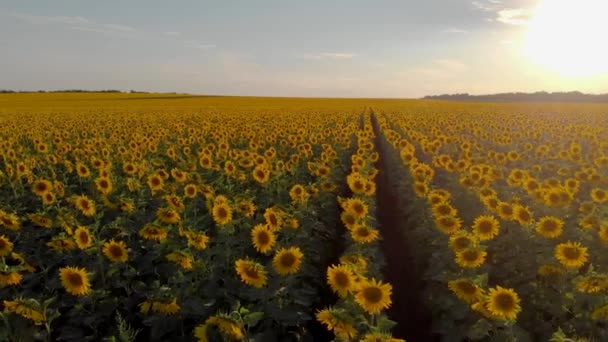 Sunflower field view from the air — Stock Video