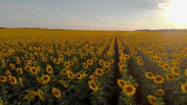 Champ de tournesol vue de l'air 
