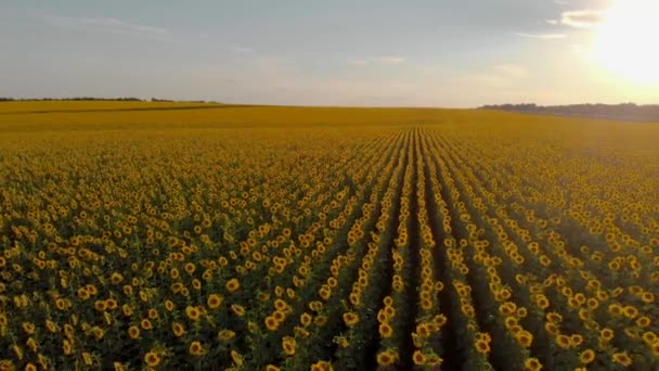 Slunečnicová pole pohled ze vzduchu — Stock video