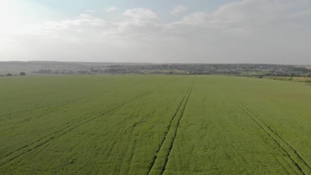 Campo verde com um drone Rússia — Vídeo de Stock