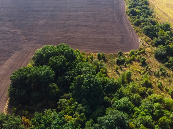Groene bos veld is zwart met lucht — Stockfoto