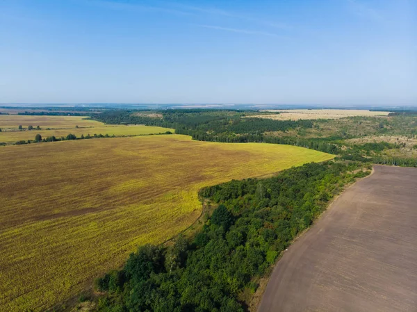 Groene bos veld is zwart met lucht — Stockfoto