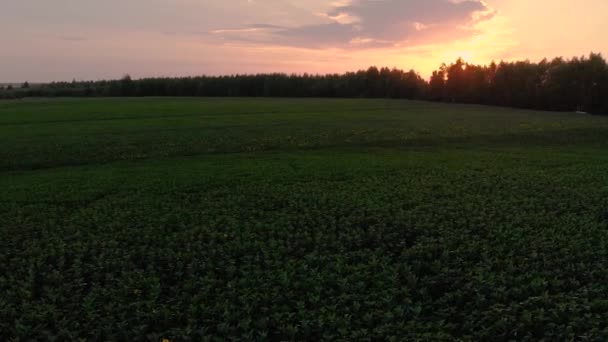 Słonecznikowe pole o zachodzie słońca z powietrza — Wideo stockowe