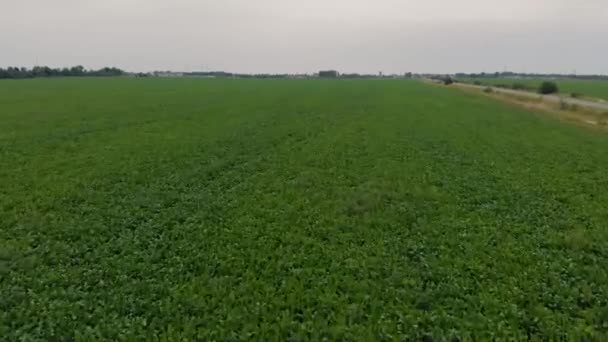 Campo di barbabietole da zucchero dall'aria — Video Stock