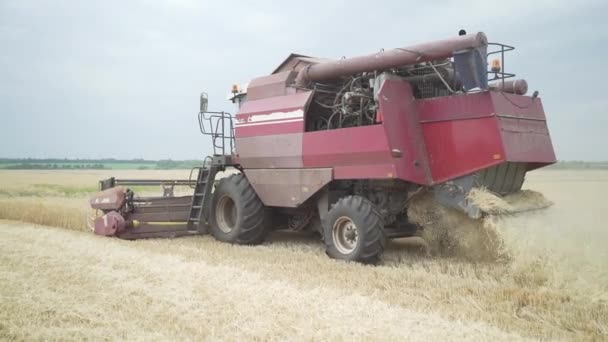 Wheat harvesting combine — Stock Video