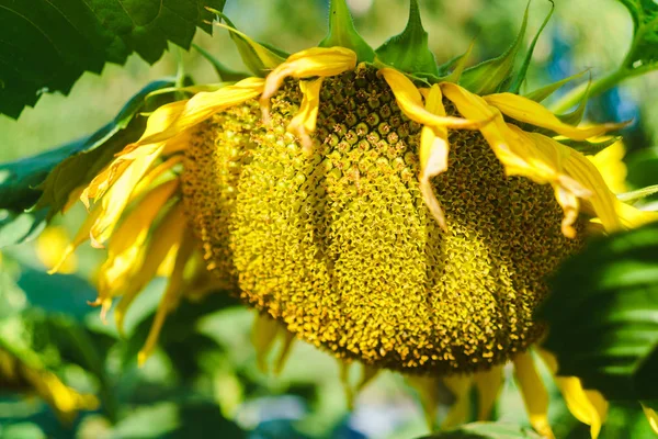 Sunflowers garden. Sunflowers have abundant health benefits. Sunflower oil improves skin health and promote cell