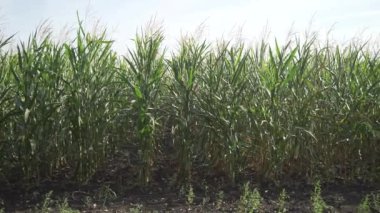 Mısır koçanı alan