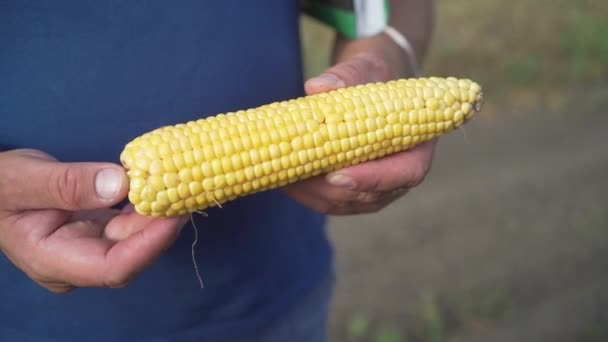 Mazorca de maíz en manos — Vídeos de Stock