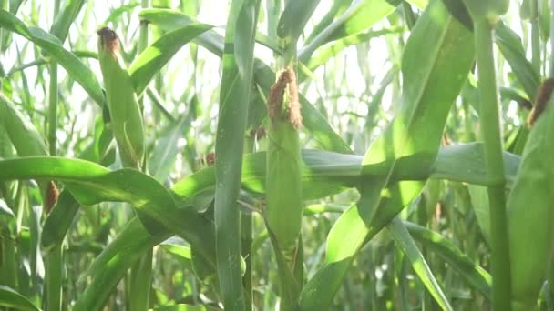 Кукурузные поля — стоковое видео