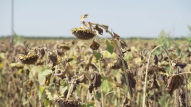 Ayçiçeği olgunlaşmış kuru ayçiçeği alan