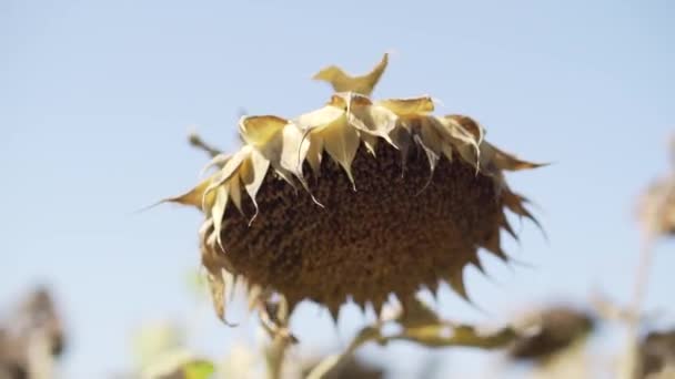 Sonnenblume gereift trockene Sonnenblumenfeld — Stockvideo