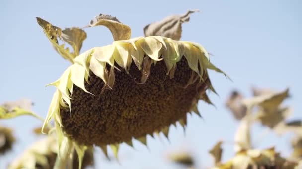 Голови Сухих Соняшників Полі Багато Дозрілих Сухих Соняшників Осінній Урожай — стокове відео