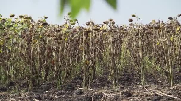 Girasol madurado campo de girasol seco — Vídeo de stock