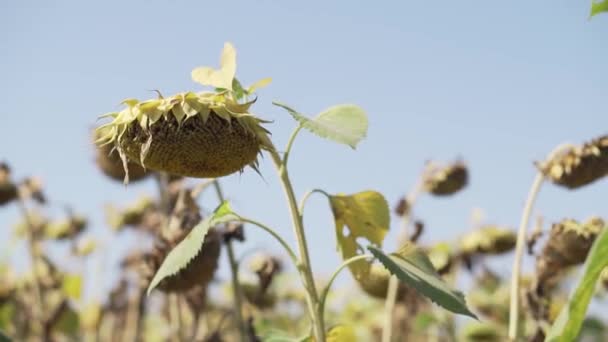 Sonnenblume gereift trockene Sonnenblumenfeld — Stockvideo