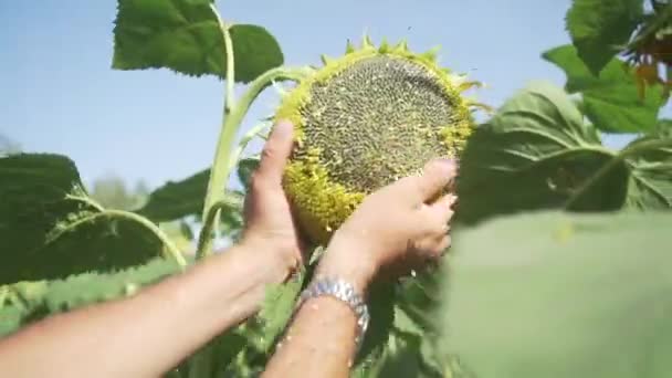 Zonnebloem hand zonnebloem veld — Stockvideo