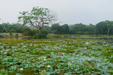 Göl şafak su Lily Milli Parkı Wilpattu