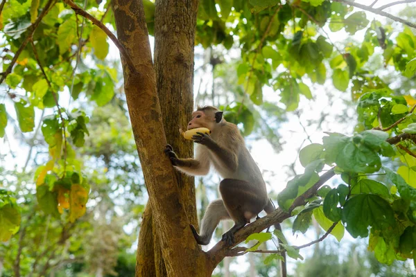 Maymun vahşi üzerinde Sri Lanka Adası