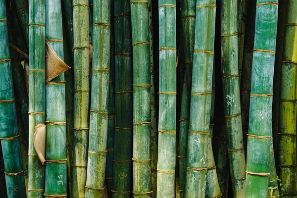 bamboo forest pattern background green old thick not even