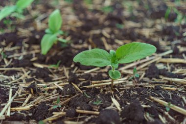 Ayçiçeği lahanası filiz bir close-up öğleden sonra güneş tarafından verimli siyah topraklar üzerinde yaktı.
