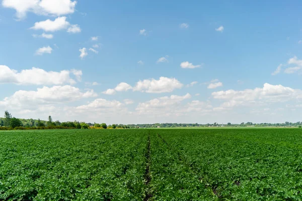 Patates alan yeşil bulutlar ile öğleden sonra daha fazla gökyüzünde