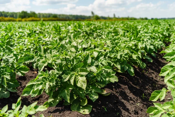 Linhas de campo de batata com arbustos verdes, close-up . — Fotografia de Stock