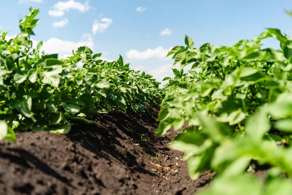 Linhas de campo de batata com arbustos verdes, close-up . — Fotografia de Stock