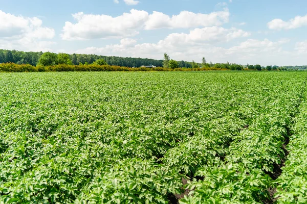 Linhas de campo de batata com arbustos verdes, close-up . — Fotografia de Stock