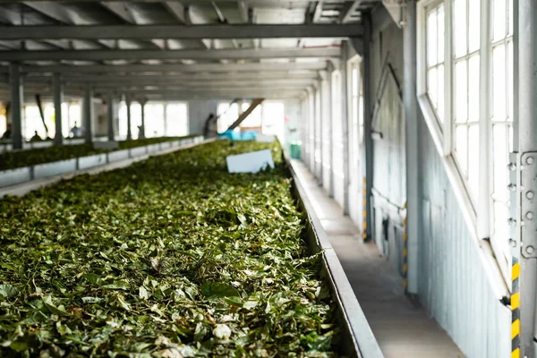Εργοστάσιο τσάι Σρι Λάνκα αποξηραμένα φύλλα τσαγιού — Φωτογραφία Αρχείου