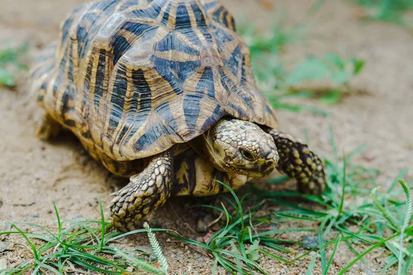 Cute land turtle on ground in a forest