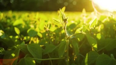 Gün batımında soya bloom yakın çekim. Tarım soya ekimi arka plan.