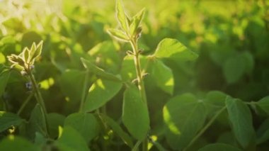 Gün batımında soya bloom yakın çekim. Tarım soya ekimi arka plan.