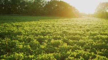 Gün batımında soya bloom yakın çekim. Tarım soya ekimi arka plan.