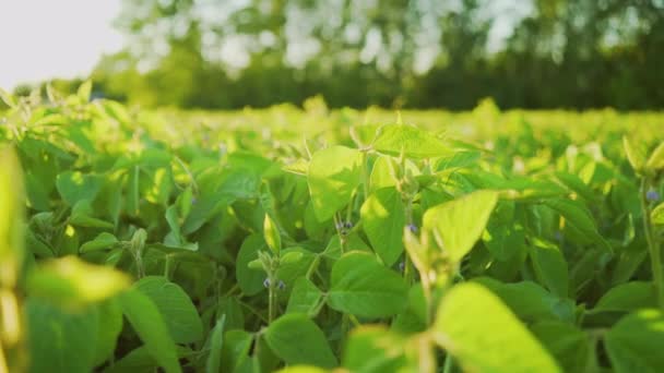 A soja floresce ao pôr-do-sol de perto. Fundo da plantação de soja agrícola . — Vídeo de Stock