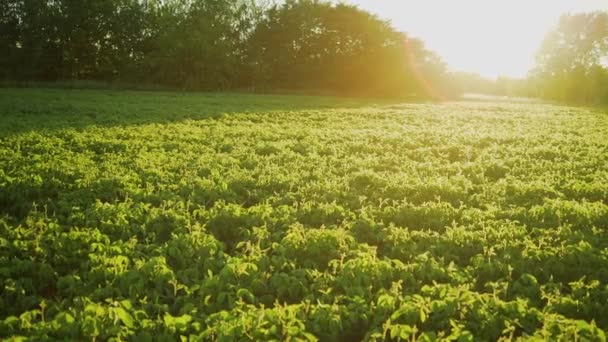 A soja floresce ao pôr-do-sol de perto. Fundo da plantação de soja agrícola . — Vídeo de Stock