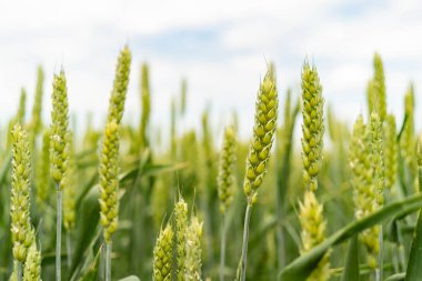 Kulakları buğday bahar yeşil alan
