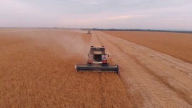 Soya tarlası ve soya fasulyesi hasadı.