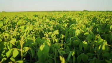 Gün batımında soya bloom yakın çekim. Tarım soya ekimi arka plan.