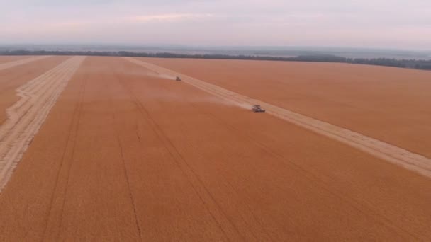 Oogsten van soy bean veld met combineren — Stockvideo