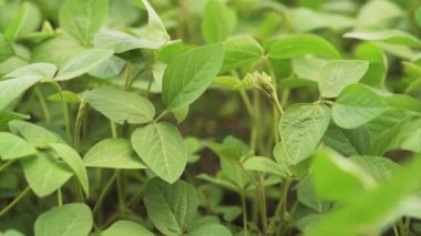 Yeşil olgunlaşmış soya tarlası, tarım arazisi..