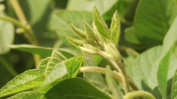 Green ripening soybean field, agricultural landscape. — Stock Video